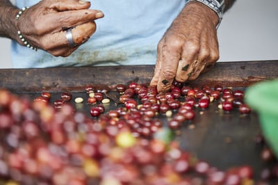 Coffee Processing 101: Natural, Washed, and Hybrid