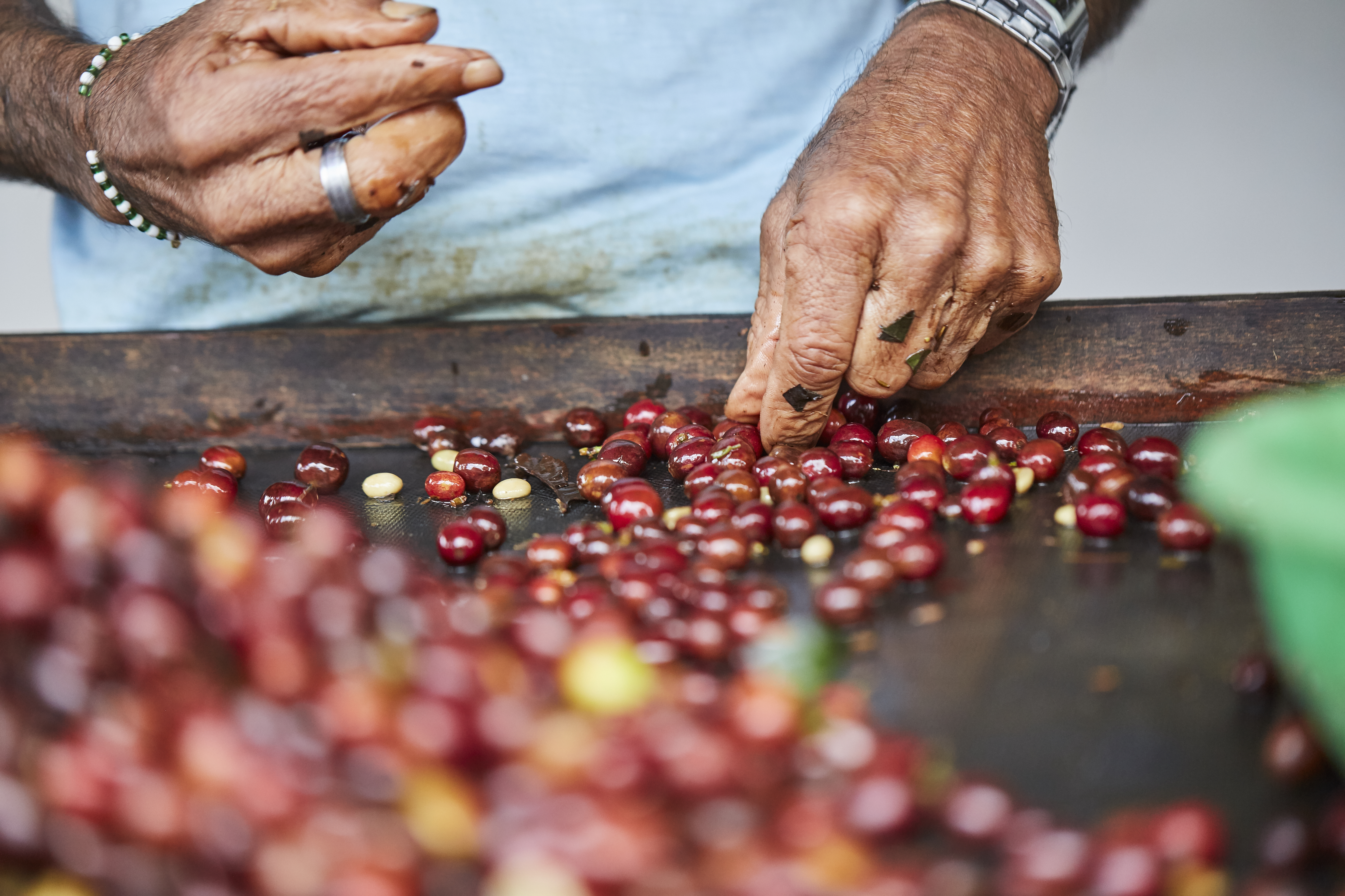 closeup-shot-male-hands-sorting-harvested-coffee-fruits-before-drying