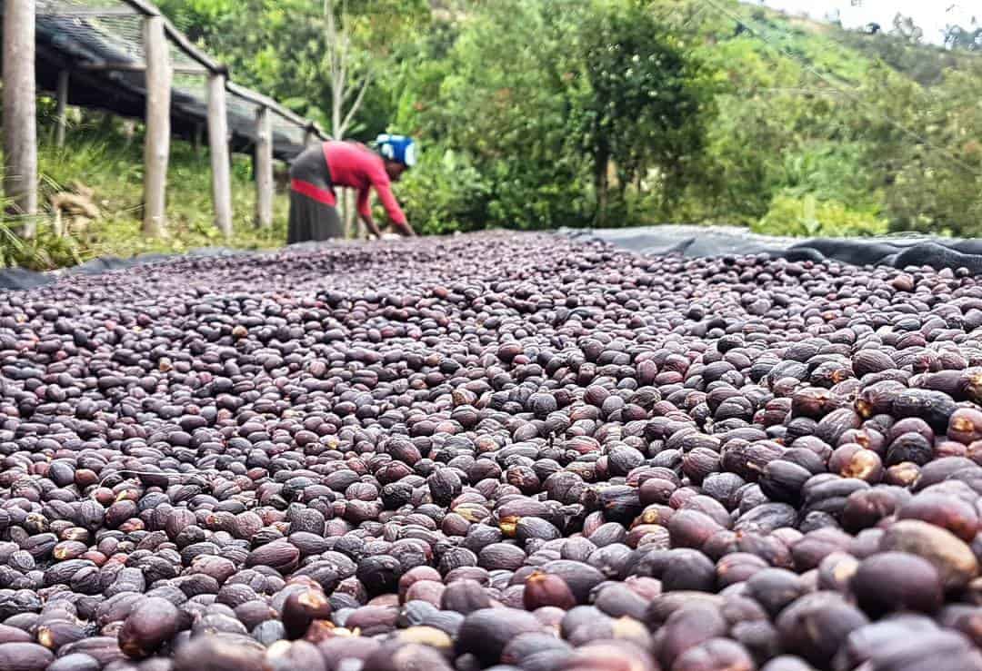 natural-processed-coffee