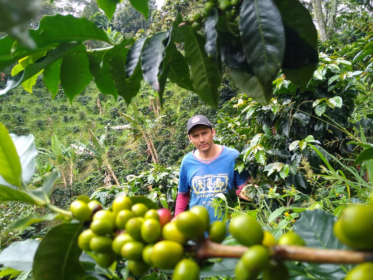 Robusta na Colômbia? País vizinho começa avaliar possibilidade e estima 80  mil hectares favoráveis para cultivo - Revista Cafeicultura